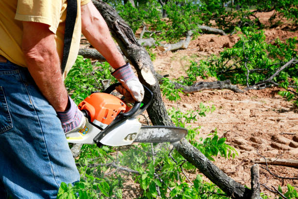 Professional  Tree Services in Warwick, RI